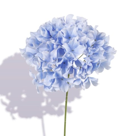 ORTENSIA SINGOLA CM.76 BLU